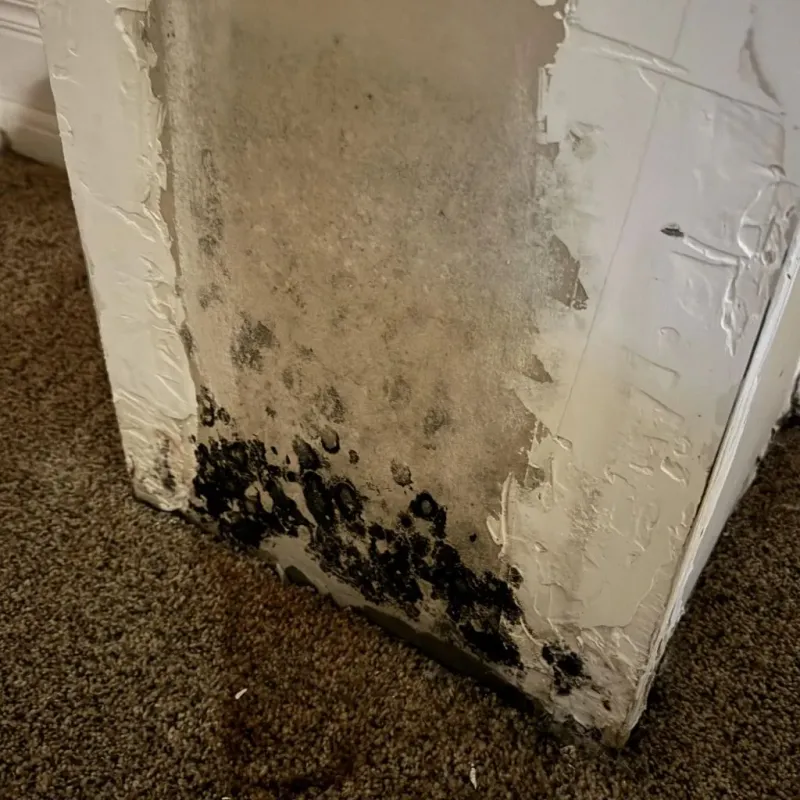 Professional Mold Removal in Paulding, OH